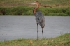 Holier Heron, Chobe National Park, Botswana