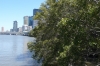 Brisbane on a Bike - Mangroves on the Brisbane River QLD