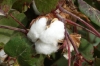 Cotton is Uzbekistan's primary produce