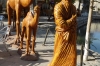 The Silk Road camels in Lyabi-Hauz Plaza