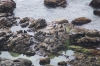 Seal colony at Cape Naturaliste