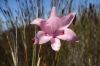 Flowers on Table Mountain, Cape Town, South Africa