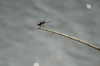Drago Fly. Ngepi Camp, Namibia
