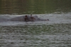 Hippopotami in the Kavango River opposite Ngepi Camp, Namibia