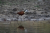 Birds on the Kavango River near Ngepi Camp, Namibia