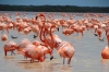 Flamingoes on Ria Celestun