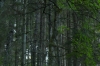 Gauja National Park and Sarkanãs Cliffs, Cēsis LV