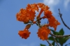 Orange flowers & fruit. Chichen Itza MX