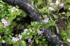 Scaevola aemula Purple Fanfare. Bushfire damage and regrowth at Genoa Creek Falls VIC