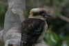 Kookaburras at Mallacoota VIC