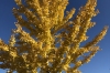 Autumn colours in Khancoban NSW
