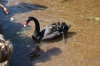 Black swans have been adopted and live happily on Dawlish Water in Dawlish, Devon UK