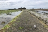 The causeway to Elizabeth Castle at low tide. St Helier, Jersey The last pic of Carlo.