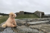 Bunkers on the sea wall at Torteval, Guernsey