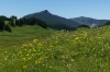 Flowers in the Plateau des Gilères FR