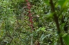 Bromelaid flower. Cascade El Chorro (waterfall) EC