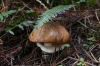 Mushroom. A walk around Laguna da Busa (lake) EC