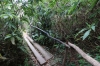 Forest path at El Nicho CU
