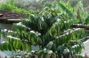 Coffee plants in flower at lunch stop neat El Nicho CU