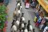 Sheep on the street inZermatt CH