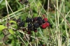 Autumn berries along the walk at Burgh Castle, Norfolk UK