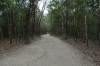 Sacbeob (ancient road) in the Ancient Ruins of Coba