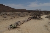 Petrified Forest, near Khorixas, Namibia
