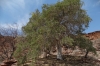 Boscia albitrunca (Shepherd's tree), Twyfelfontein, Namibia