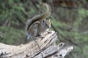 Tree squirrel at Toko Lodge, Namibia