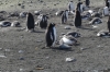 Barrientos Island in the Aitcho Archipelago, South Shetland Islands, Antarctica