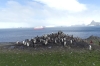 Barrientos Island in the Aitcho Archipelago, South Shetland Islands, Antarctica