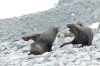 Seals at George's Point, Antarctica
