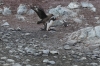 The little penguin and the Skuas, George's Point, Antarctica