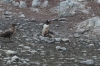 The little penguin and the Skuas, George's Point, Antarctica