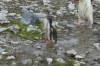 The little penguin and the Skuas, George's Point, Antarctica