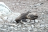 The little penguin and the Skuas, George's Point, Antarctica