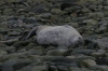 Seal. George's Point, Antarctica