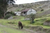 Donkey, on the road from Chimborazo to Alausí EC