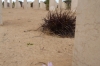 The Commonwealth war cemetery at El Alamein EG