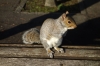 Squirrel in King Edward VII Memorial Park