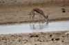 Springbok at the Ozonjuitji m'Bari waterhole, Etosha, Namibia