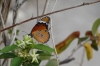 Butterfly. Andersson's Camp
