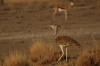 Kori Bustard and Springbok, Ongava Safari Drive, Namibia