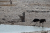 Jackal, Oryx, Ostriches at Olifantsbad waterhole, Etosha, Namibia