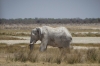 'White Elephants' after a mud bath, Springbokfontein & Batia waterholes, Etosha, Namibia