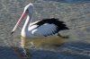 Pelican at Streaky Bay