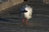 This seagull got a fish at Streaky Bay
