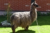 Lamas at San Pablo Lake near Otavalo EC