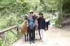 Lamas at Peguche Falls EC
