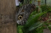 Butterflies at the Mariposario (butterfly farm), Mindo EC